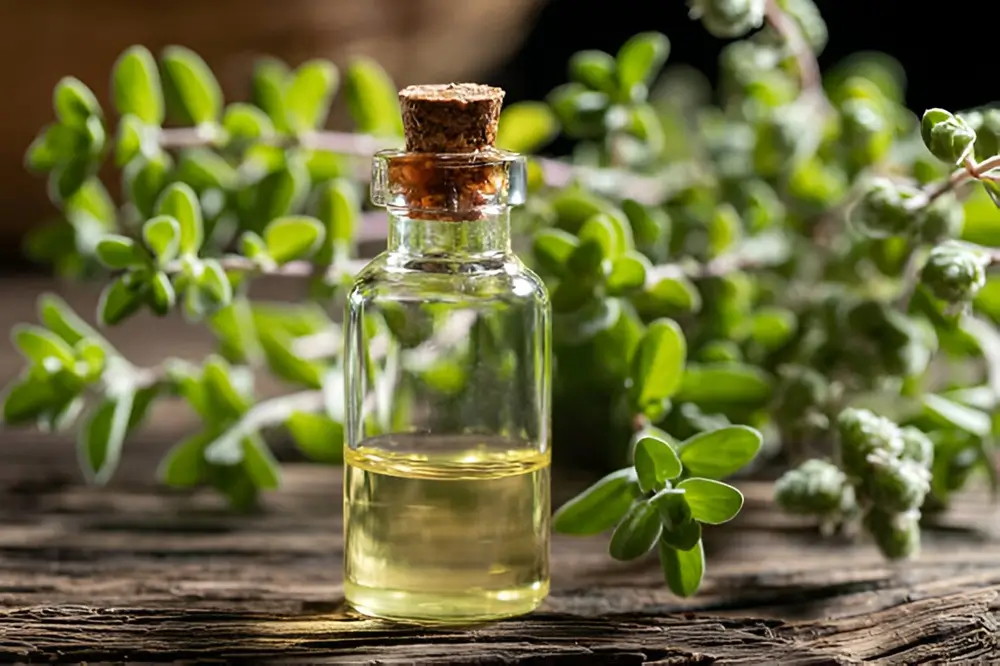 Marjoram Oil