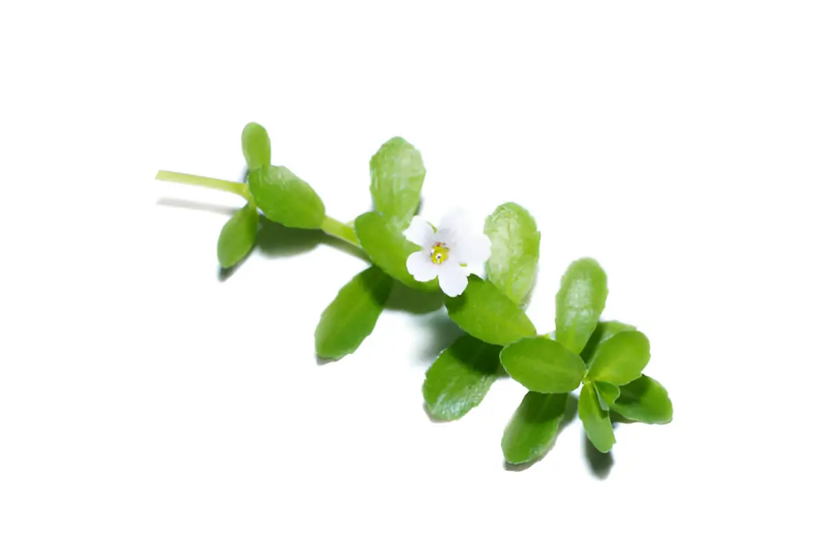 Bacopa Monnieri