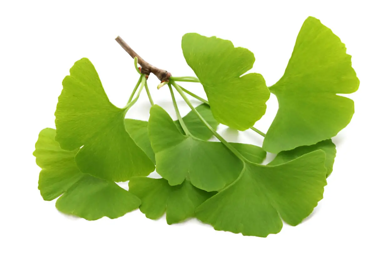 Ginkgo Biloba