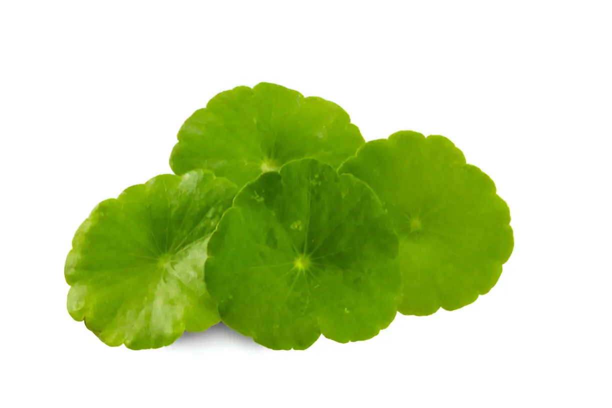 Gotu Kola