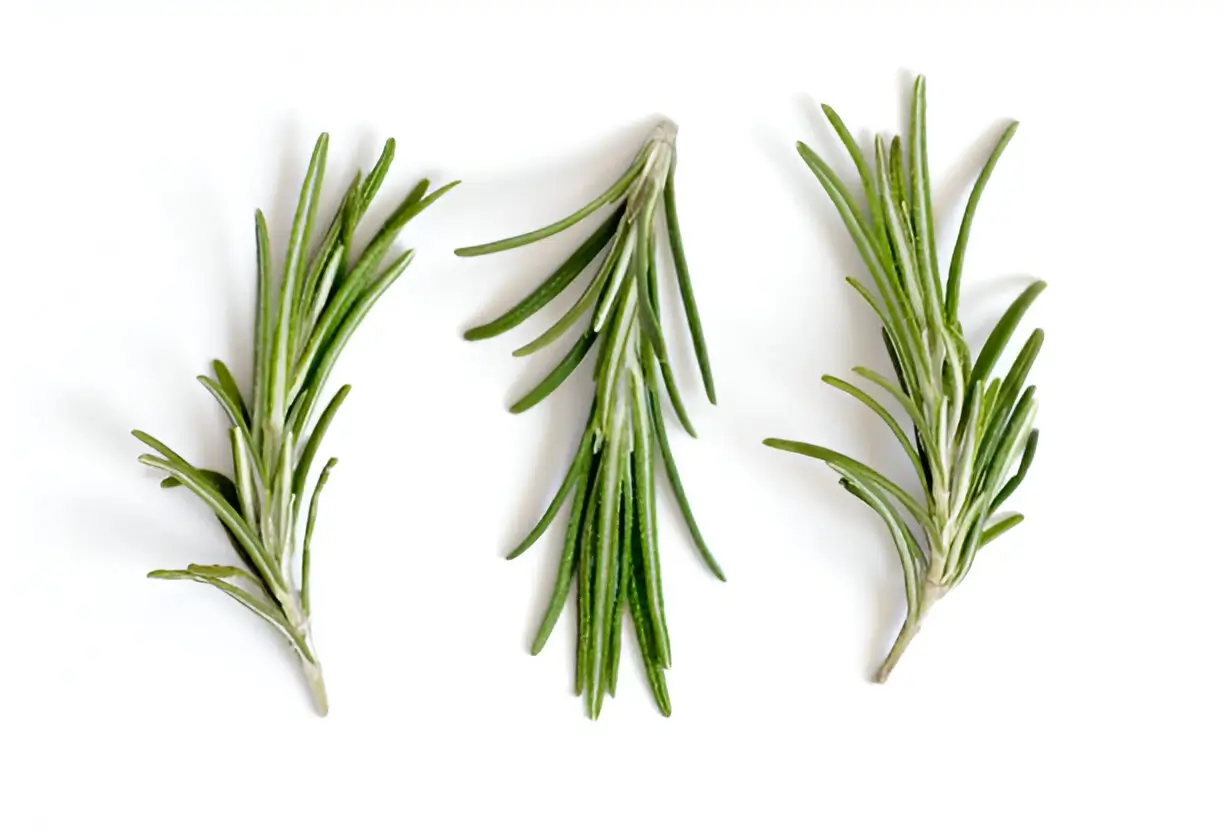 Rosemary