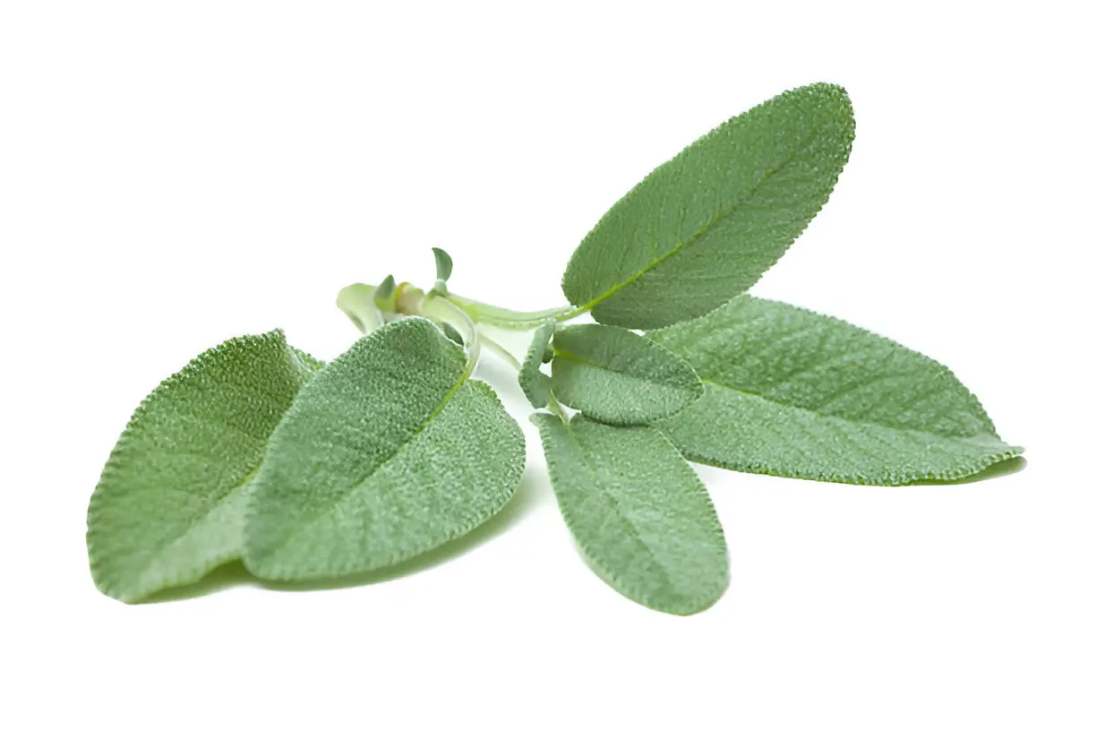 sage